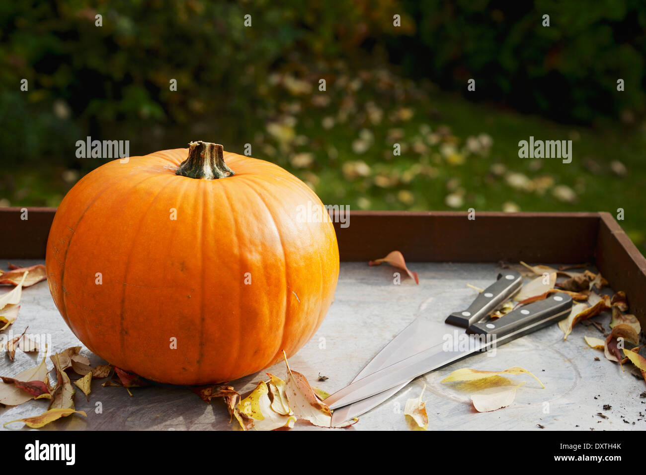 Kürbis auf Tisch Stockfoto