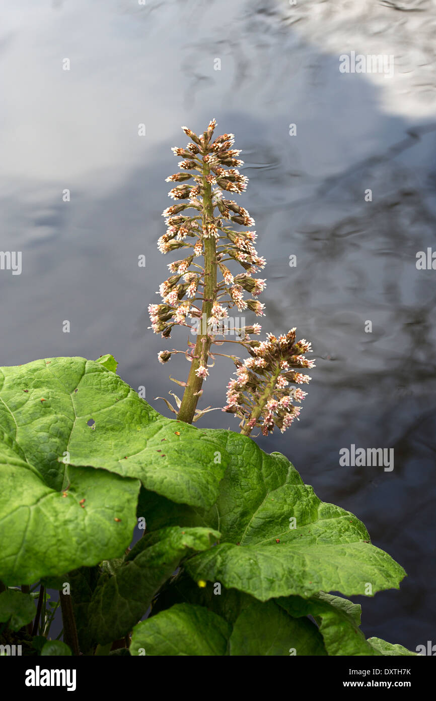 Blühende gemeinsame Pestwurz (Petasites Hybridus) wachsen entlang einen Graben Stockfoto