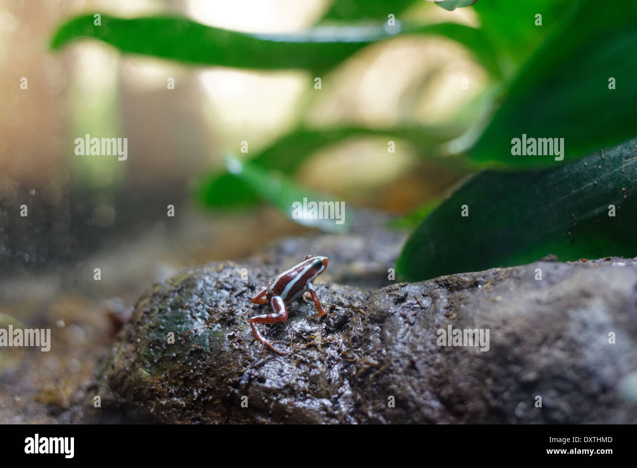 Phantasmal poison Frog - Epipedobates tricolor Stockfoto