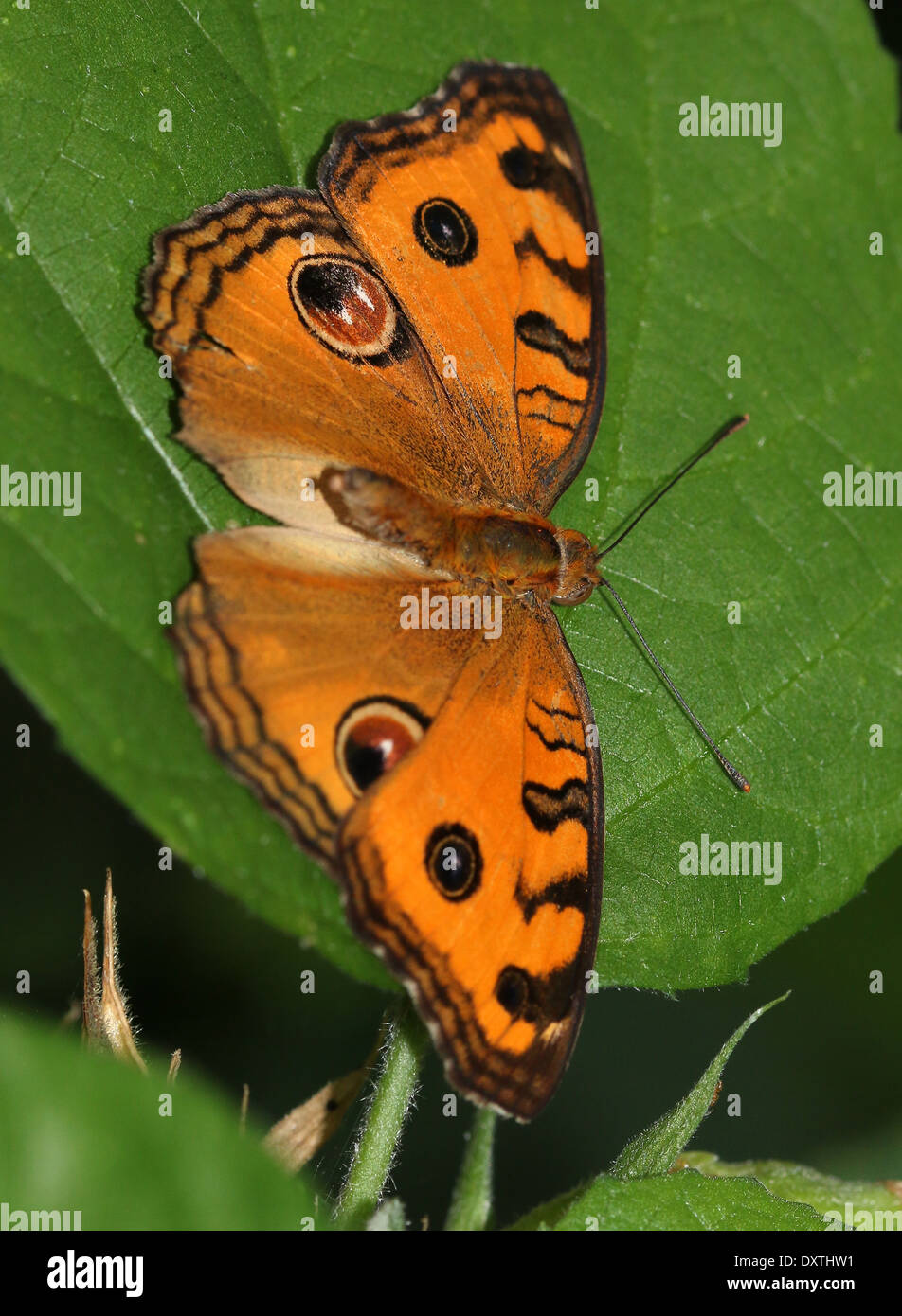 Peacock Stiefmütterchen Schmetterling (Iunonia Almana) Stockfoto