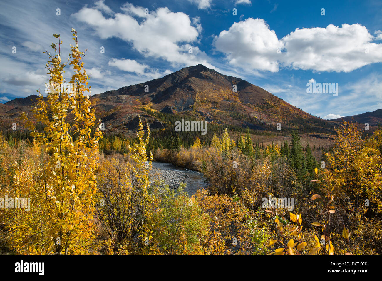 Herbstfärbung Farbsäume der Dempster Highway, Yukon Territorien, Kanada Stockfoto