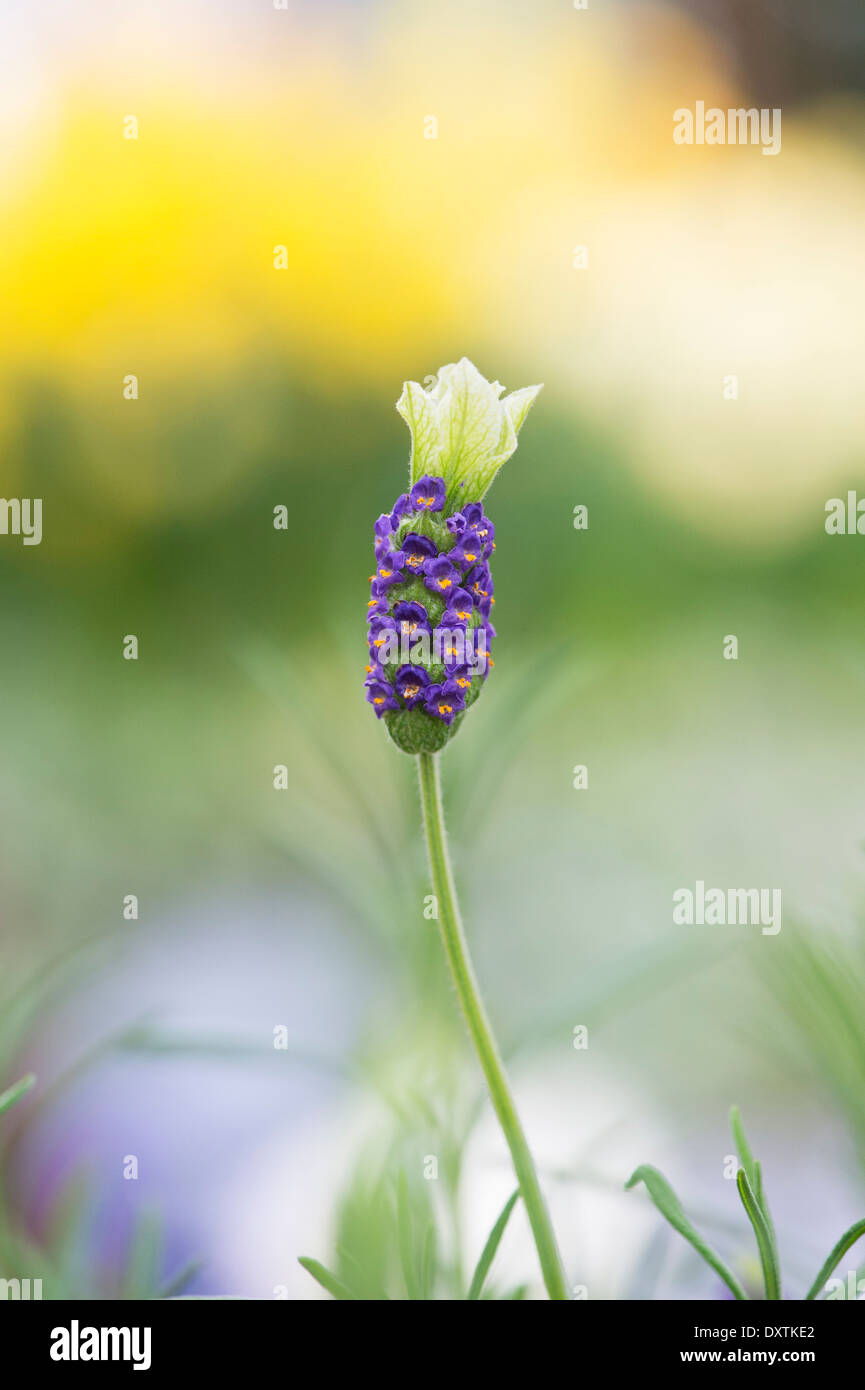 Lavandula Stoechas Tiara. Französischer Lavendel Blüte Stockfoto