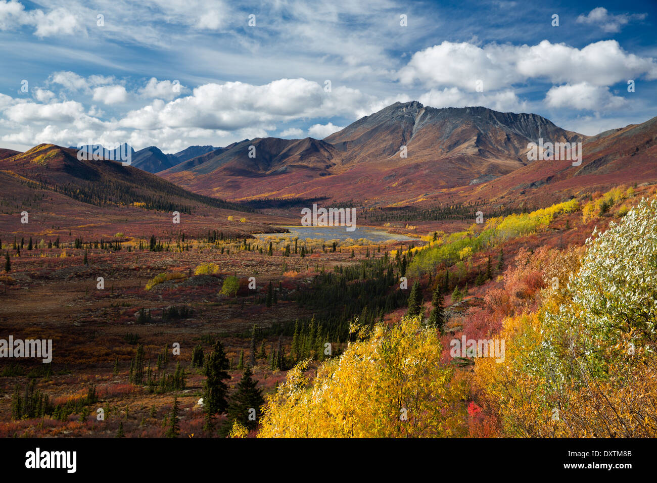 Herbstfärbung und Cathedral Mountain, Tombstone Territorial Park, Yukon Territorien, Kanada Stockfoto