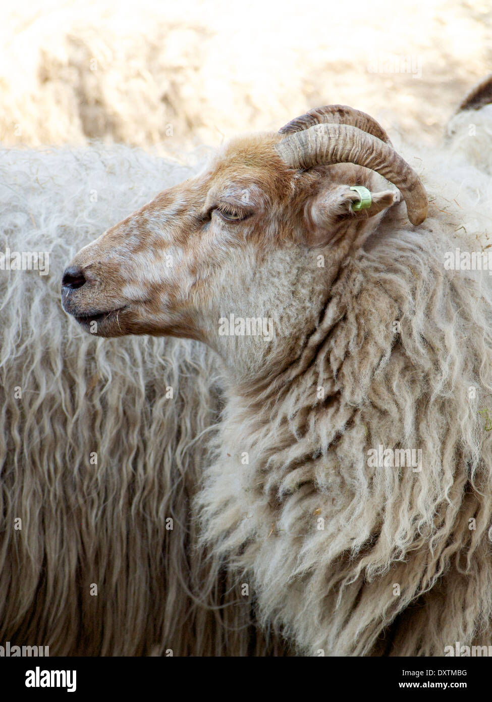 Schafe in einer Herde in Nijverdal, Overijssel, Niederlande Stockfoto