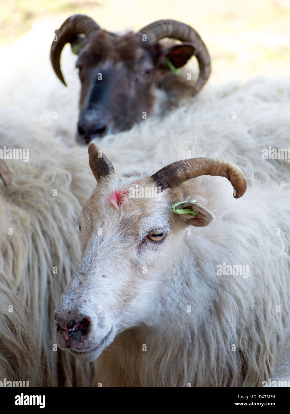schwarze und weiße Schafe in einer Herde in Nijverdal, Overijssel, Niederlande Stockfoto
