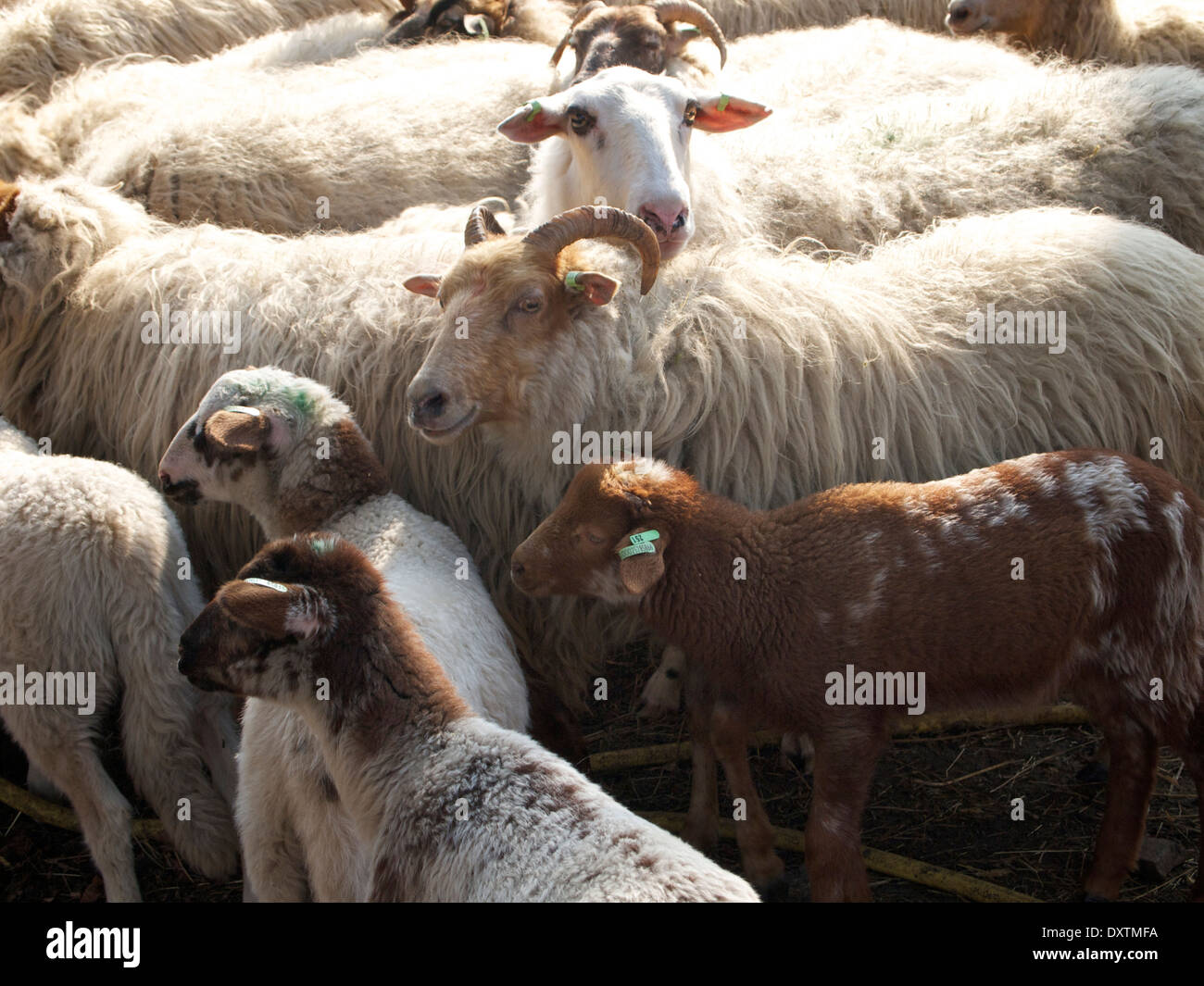 Herde der Schafe mit Lämmern in Nijverdal, Overijssel, Niederlande Stockfoto