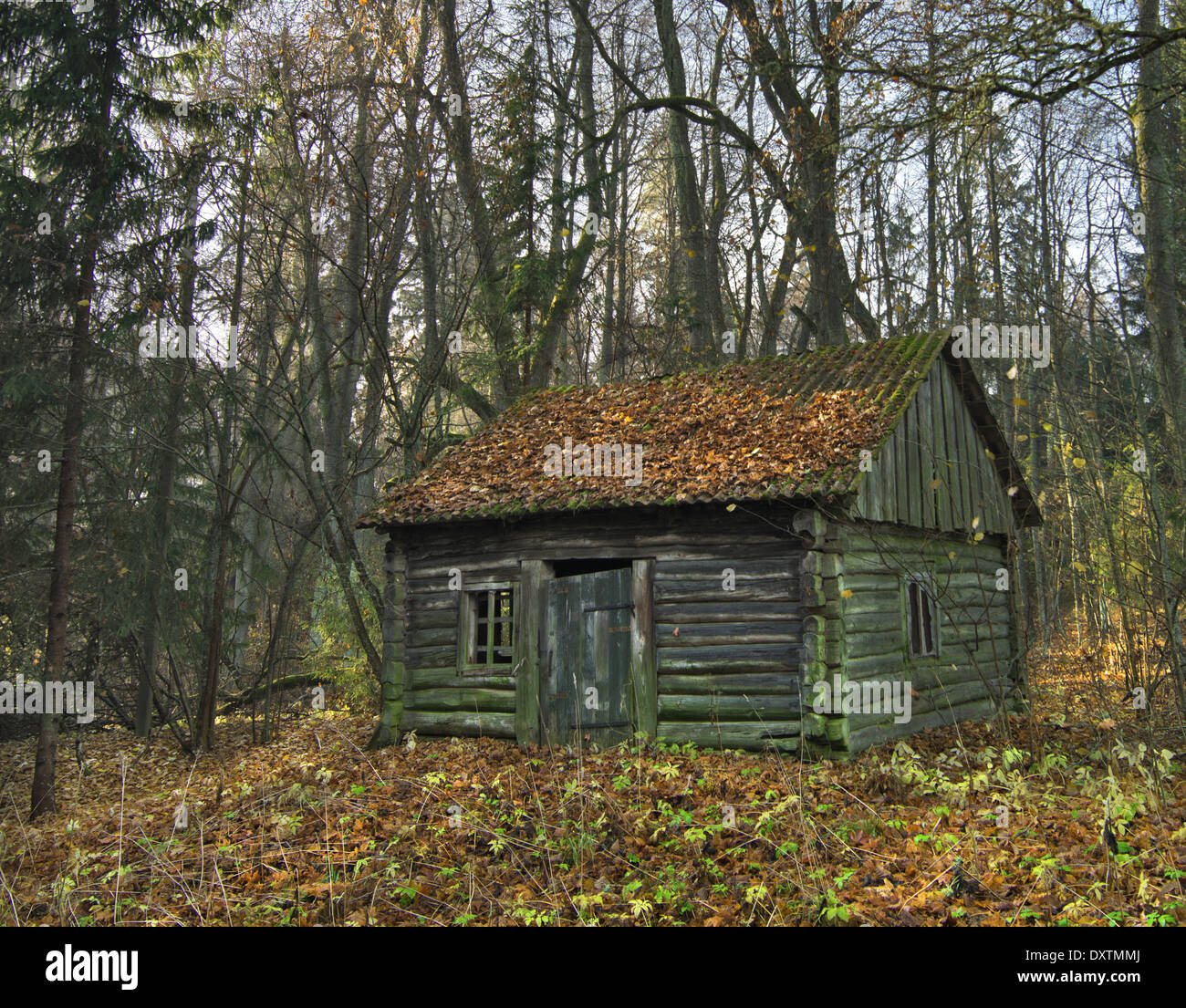 Alte Hütte tief im Nadelwald. Stockfoto