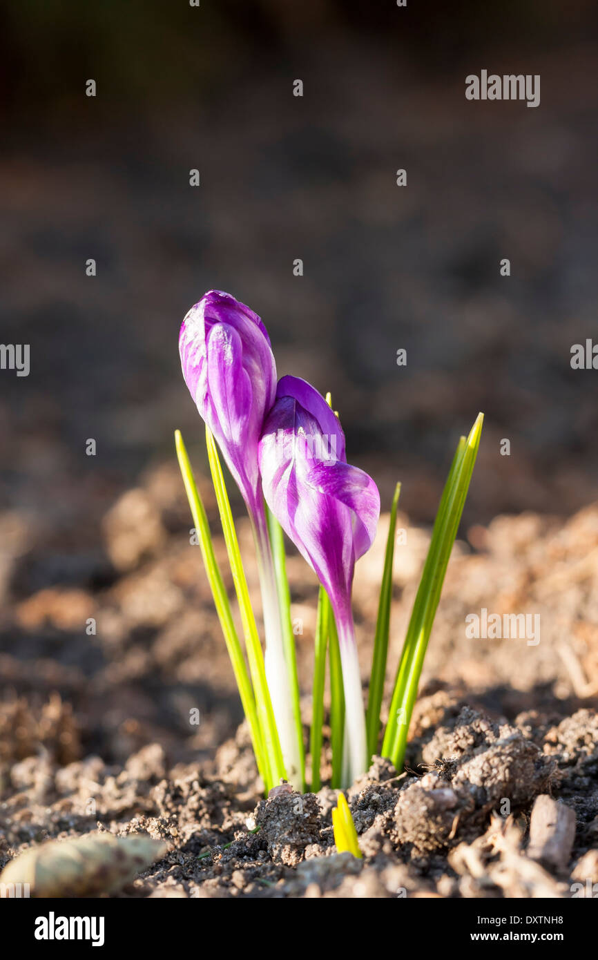 Einige blühende Krokus oder Safran Blume im Frühling Stockfoto