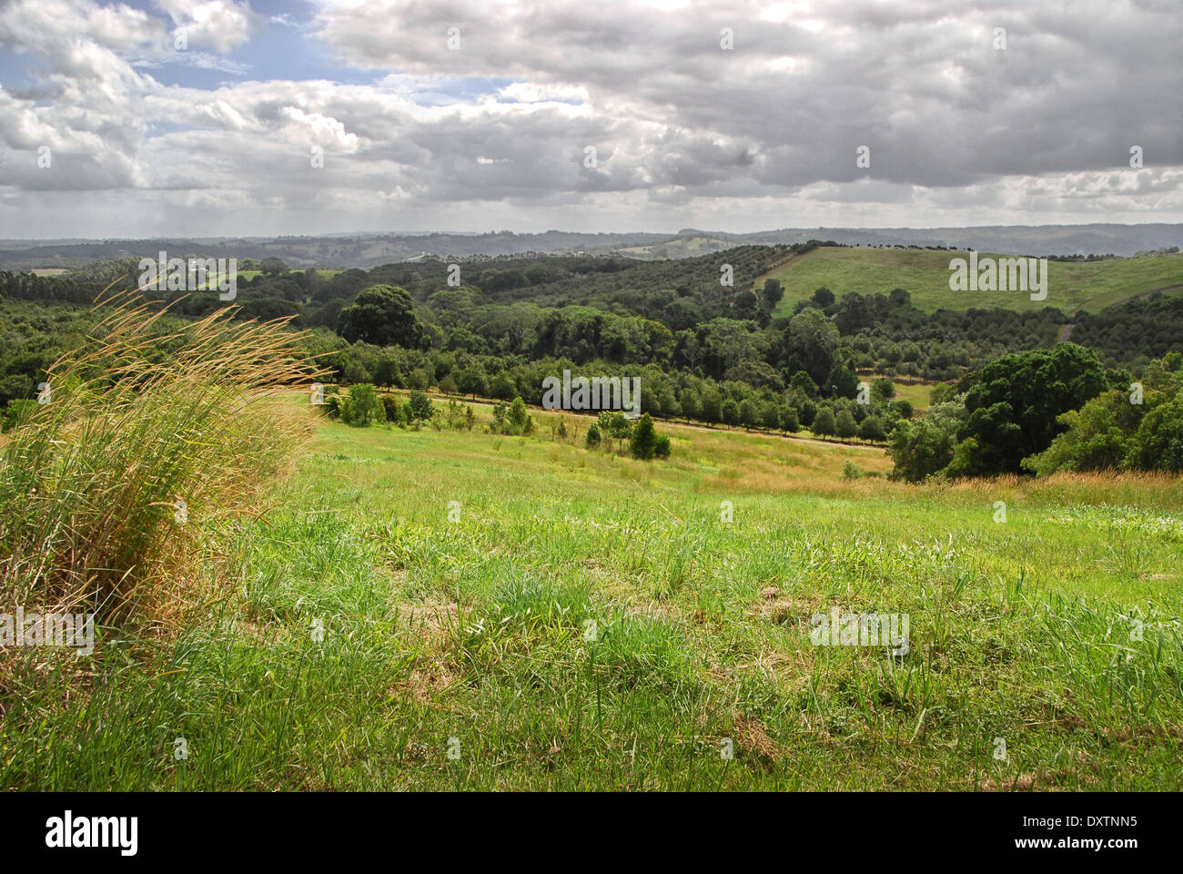 Australische Landschaft grüne Wiese mit einem Rasen Stockfotografie