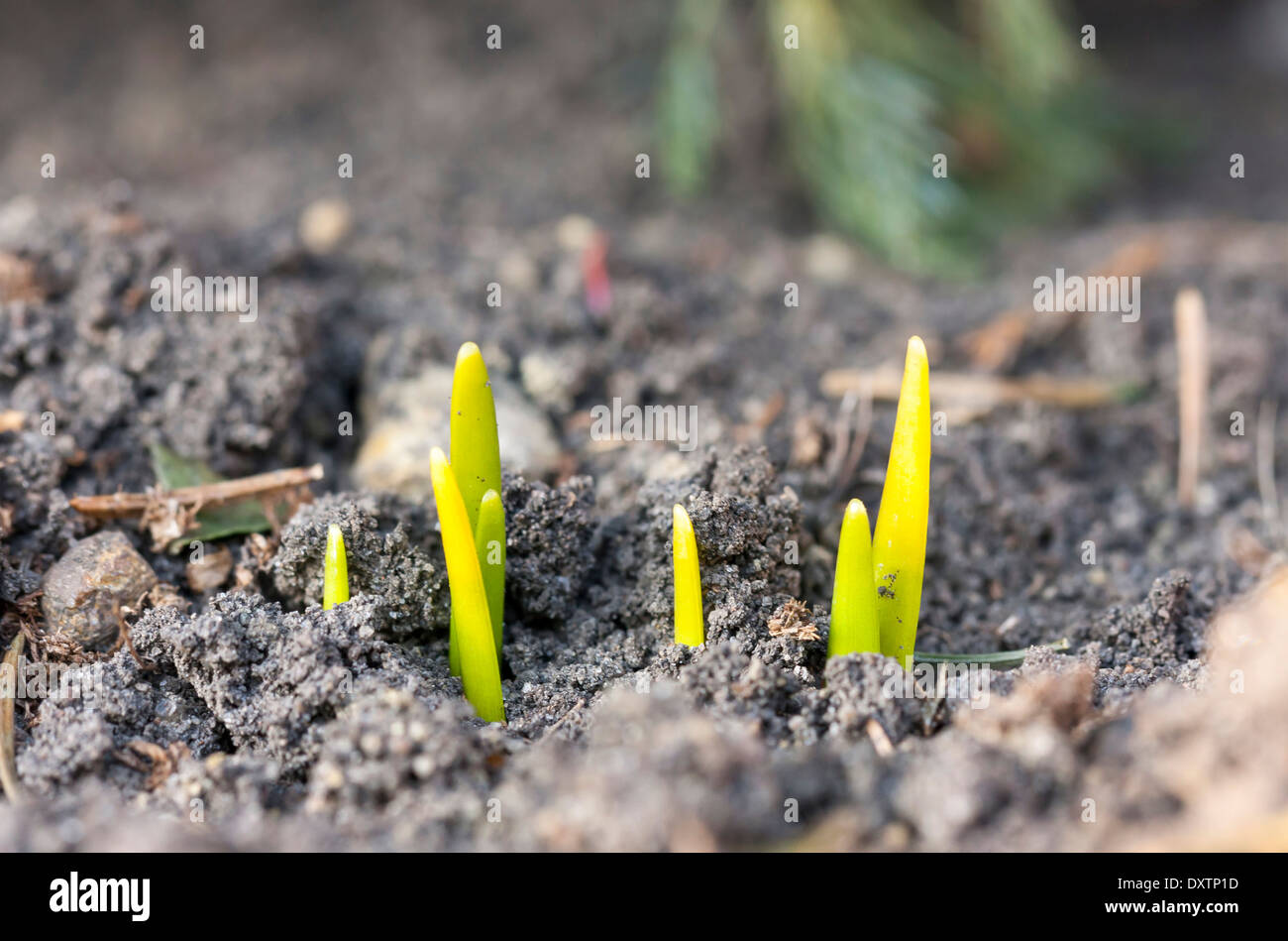 Mehrere kleine frische wachsenden grünen Frühlingsblumen im Boden Stockfoto