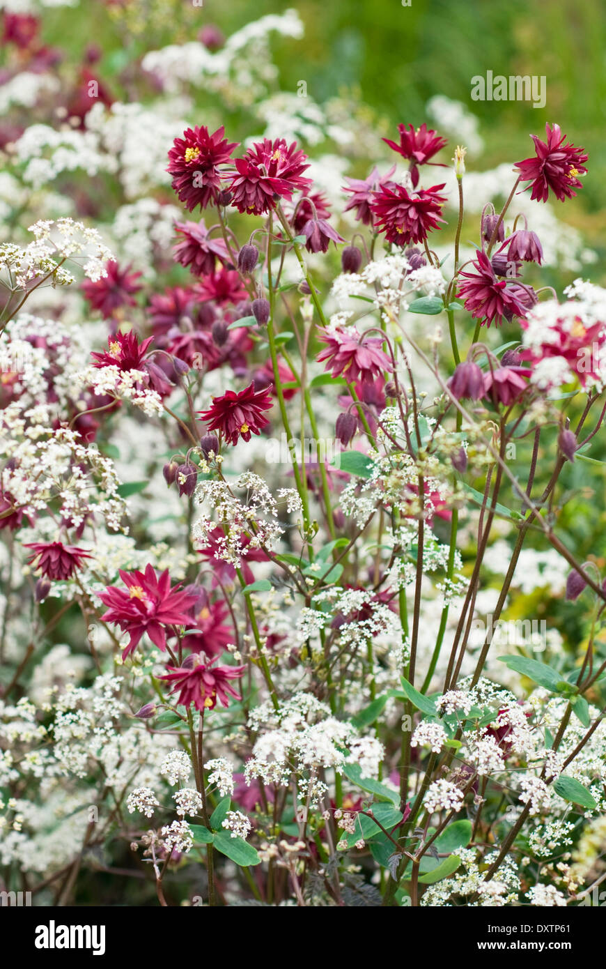 Mehrjährige Pflanze Kombination mit Anthriscus Sylvestris 'Ravenswing' mit Aquilegia Vulgaris var. Stellata "Ruby Port" Stockfoto