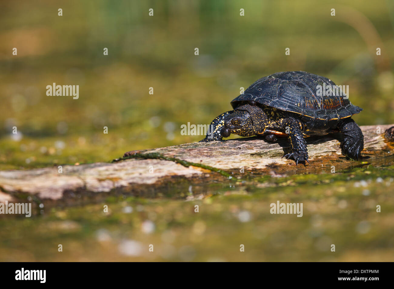 Europaische Sumpfschildkrote Emys Orbicularis Mit Einem Blutegel In Mund Stockfotografie Alamy