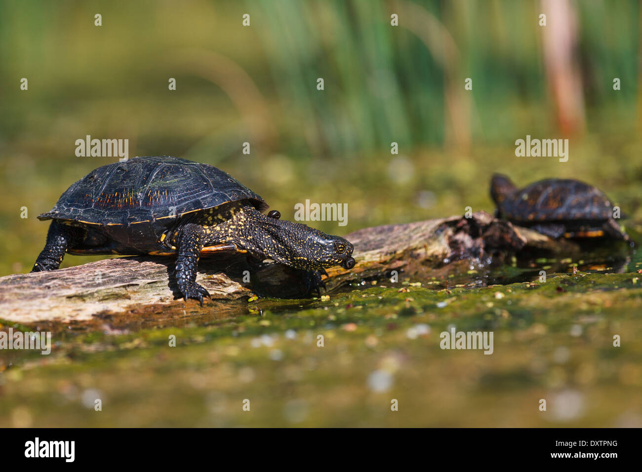 Europaische Sumpfschildkrote Emys Orbicularis Mit Einem Blutegel In Mund Stockfotografie Alamy