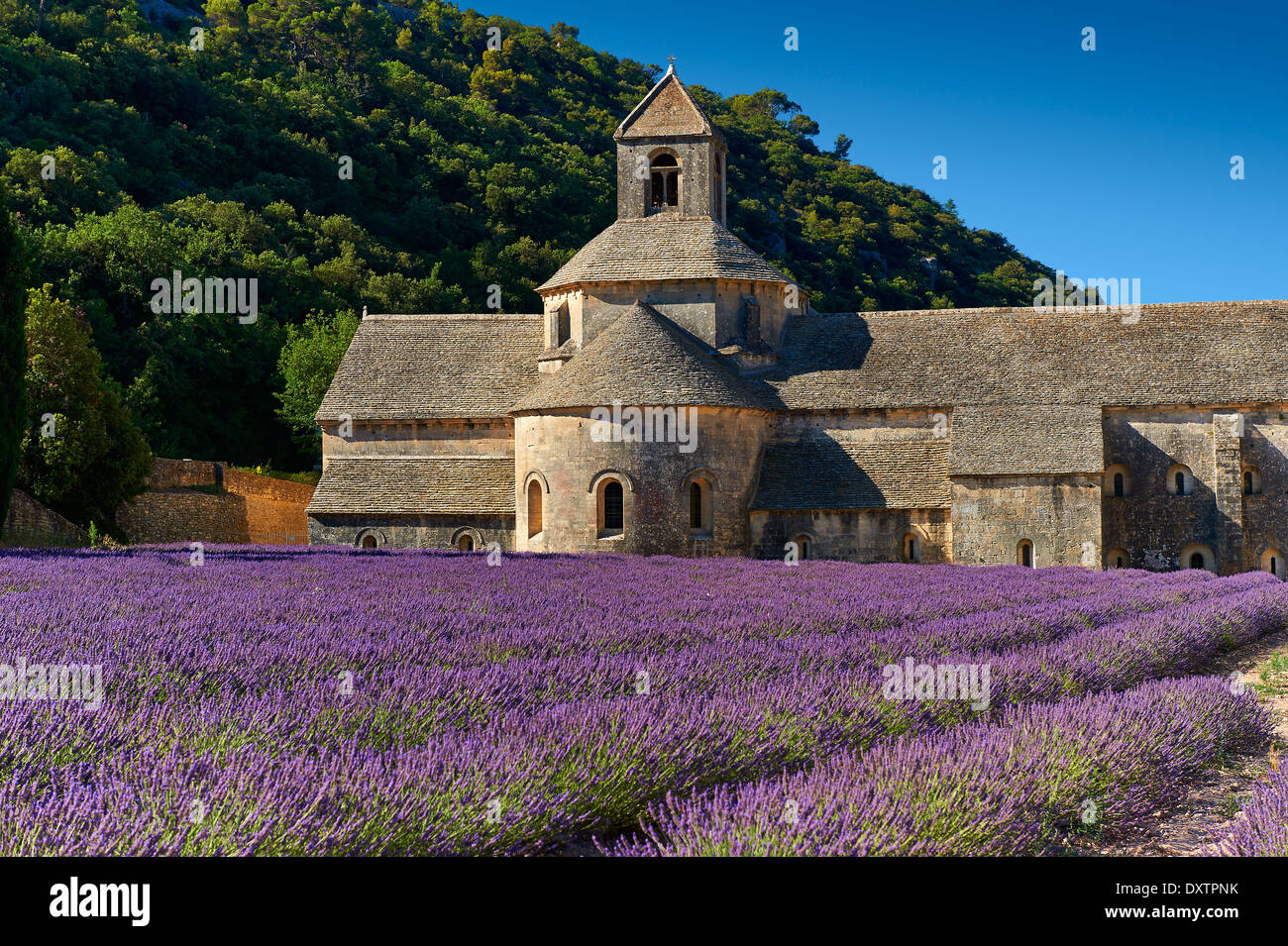 Die 12. Jahrhundert Romanesque Zisterzienser Abtei Notre-Dame von Senanque inmitten der blühenden Lavendel-Felder der Provence Stockfoto
