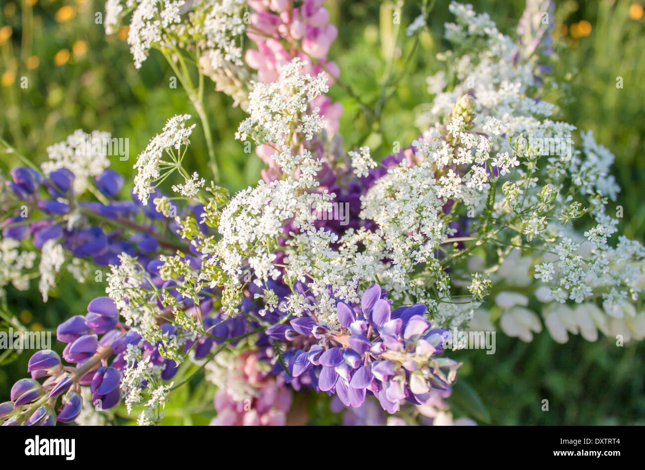 Lupinen-Blumenstrauß Stockfoto