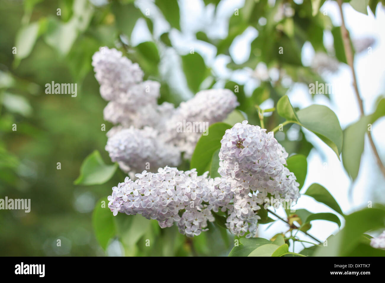 lila Blumen blühenden Strauß Closeup Busch Tageslicht "Copy Space" niemand grüne Tag verlässt Stockfoto