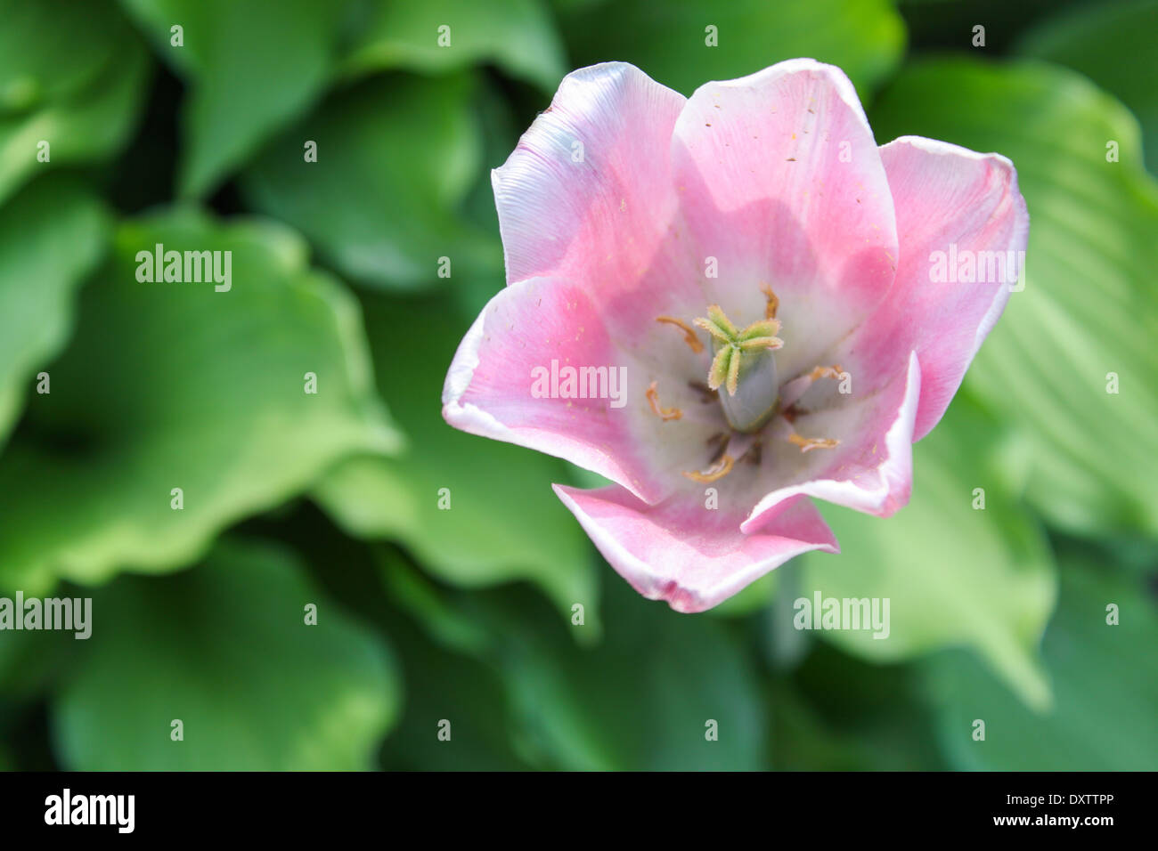 Tulpe Blume rosa grün 'von oben' Ansicht Blätter Garten blühen blühen wachsen Stockfoto