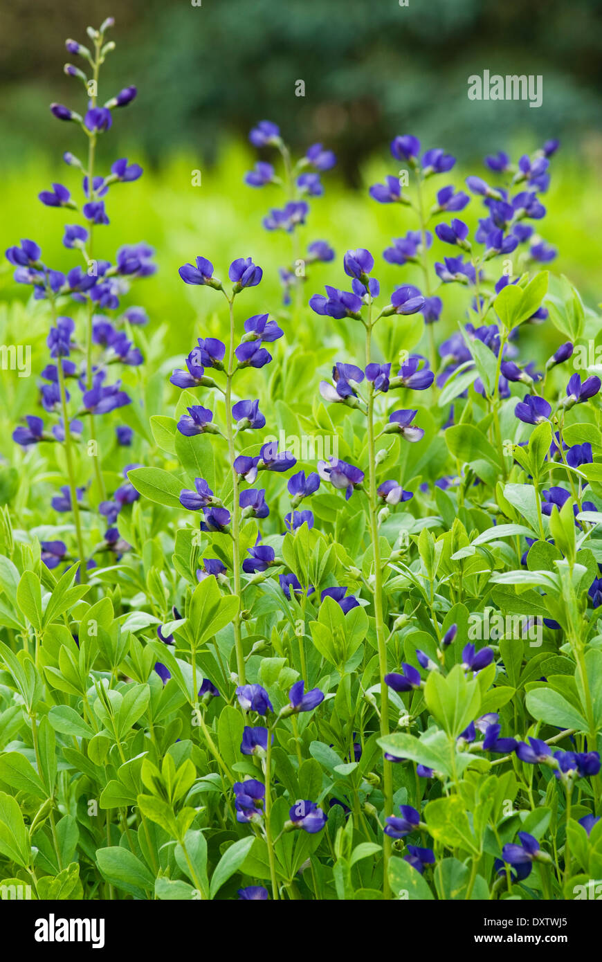 Baptisia Australis, blaue wildem Indigo. Staude, Juni, Sommer. Blaue Blumen. Stockfoto