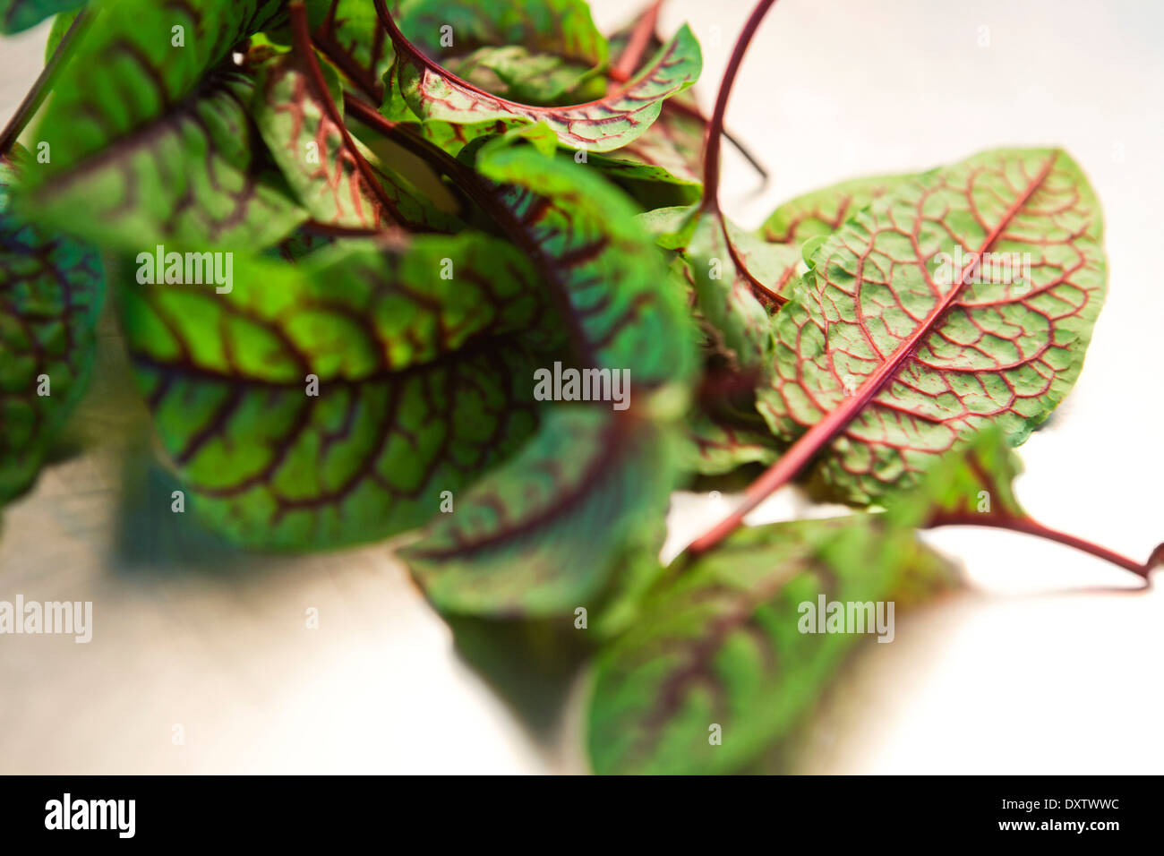 Rote Beete-Blätter Stockfoto