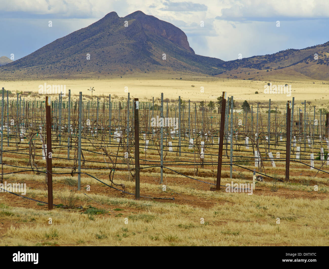 Weinberg, Elgin, Arizona, USA Stockfoto