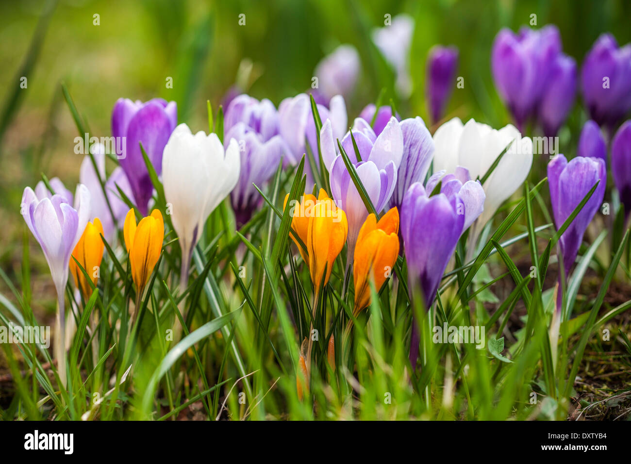 Gruppe von Farbe Garten Krokusse Stockfoto