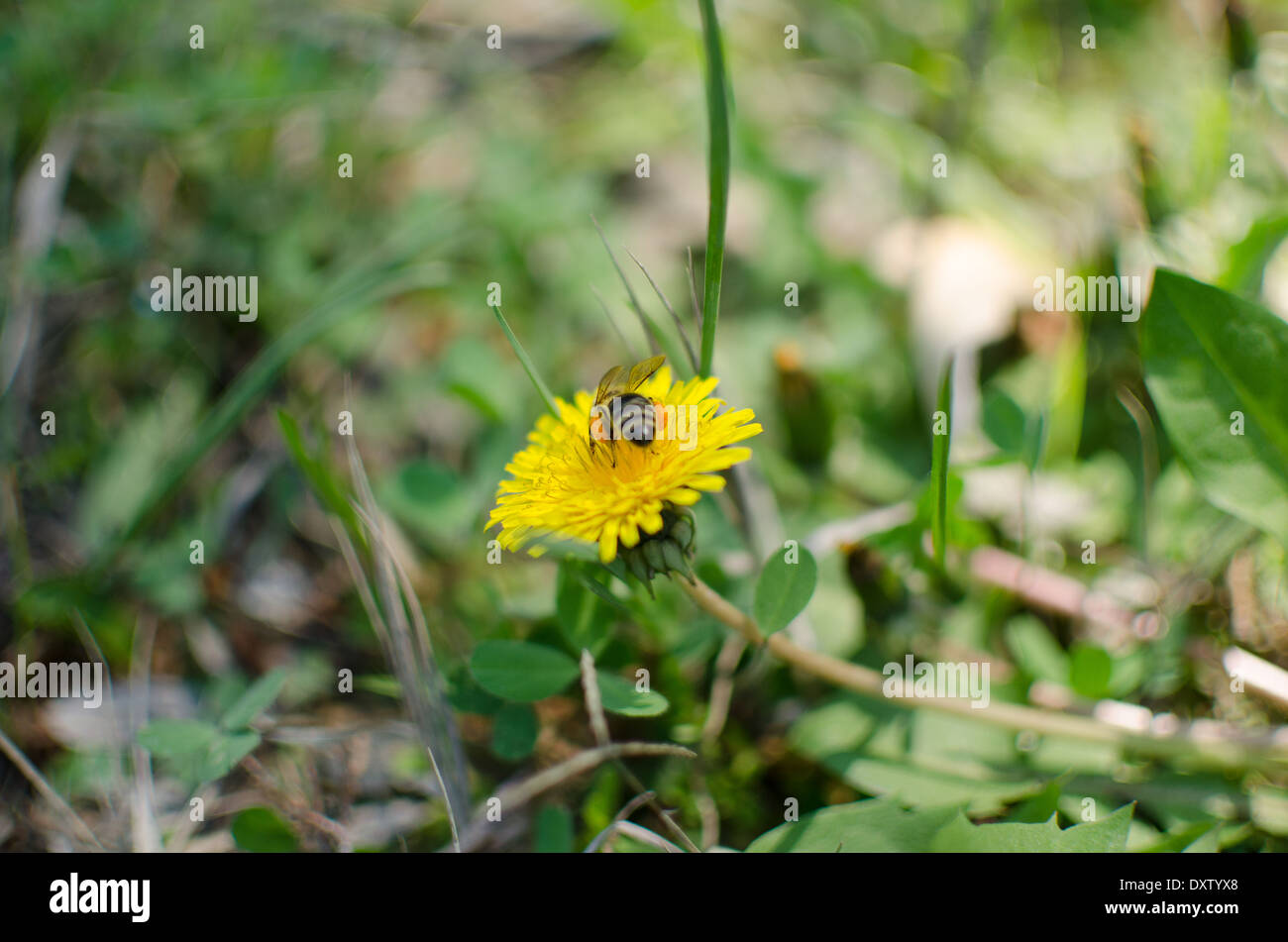 Biene auf fliegen über gelbe Blume Stockfoto