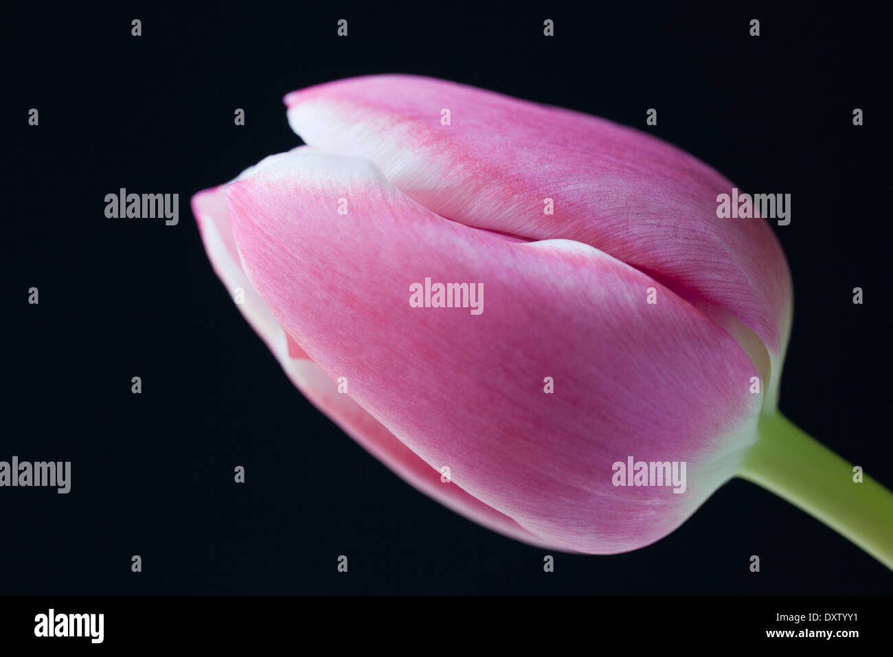 Nahaufnahme des Studios von einer rosafarbenen Tulpe vor schwarzem Hintergrund Stockfoto