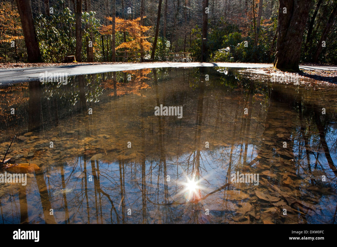 Sonne - Pisgah National Forest - Reflexion Brevard, North Carolina USA Stockfoto