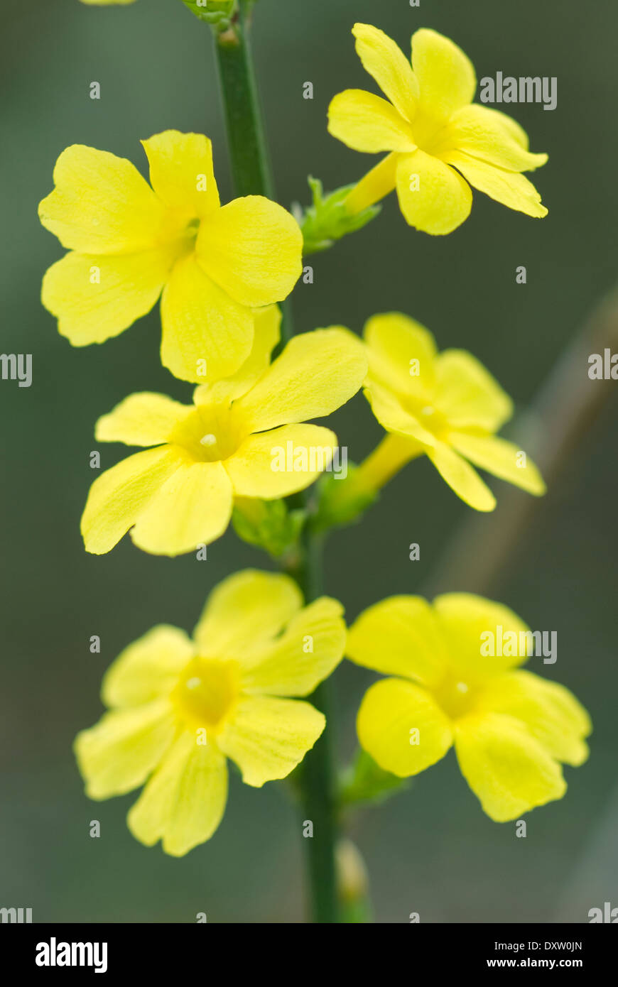 Nahaufnahme von Jasminum Nudiflorum, WinterJasmin. Strauch, Februar