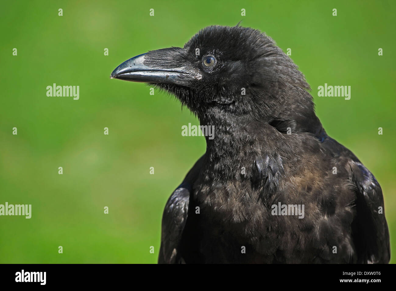 Gemeinsame oder nördlichen Raven (Corvus Corax) closeup Stockfoto