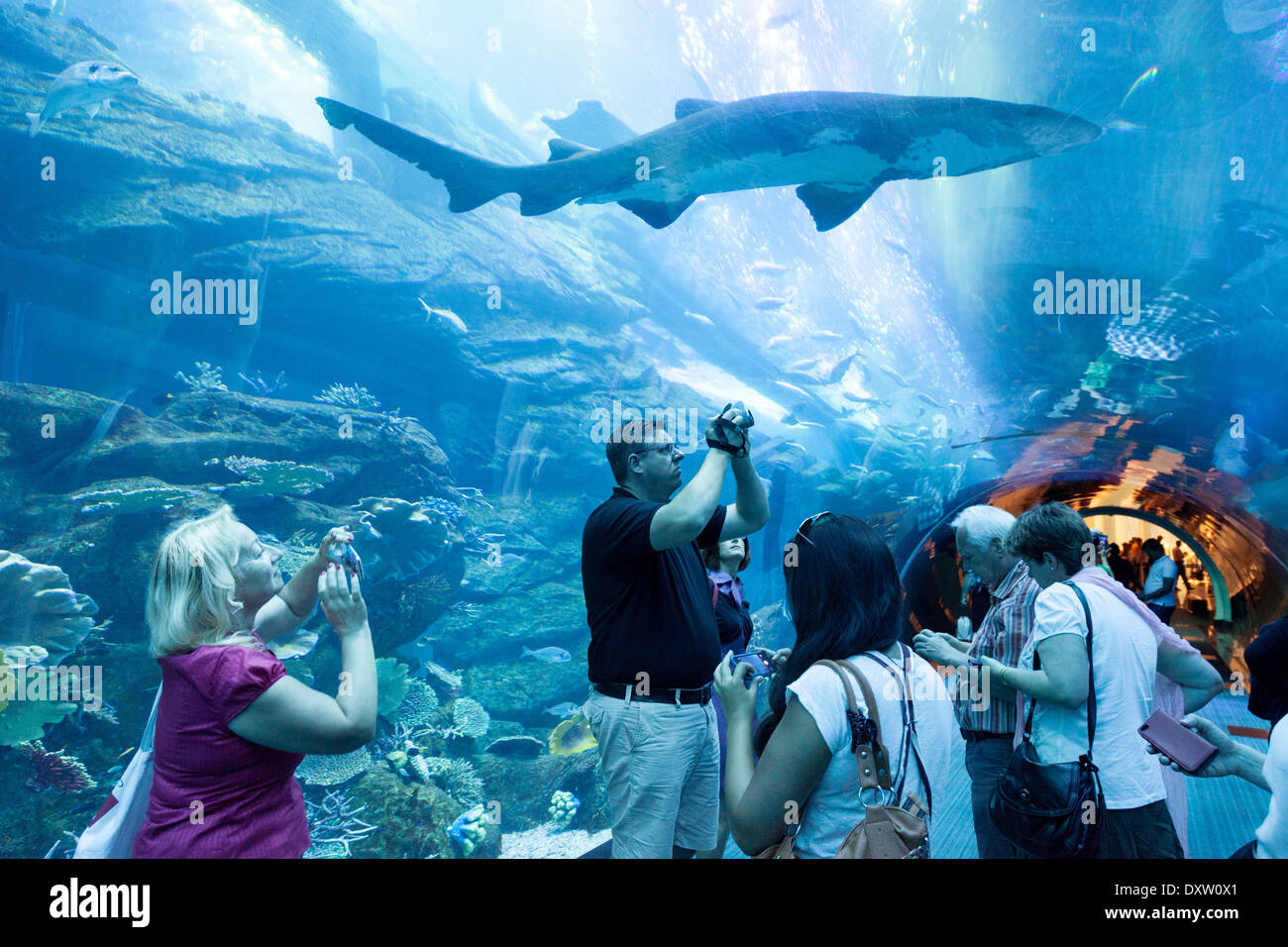 Menschen betrachten und Aufnehmen eines Fotos von einem Hai im Tunnel, Vereinigte Arabische Emirate, UAE, Dubai Mall, Dubai Aquarium Stockfoto