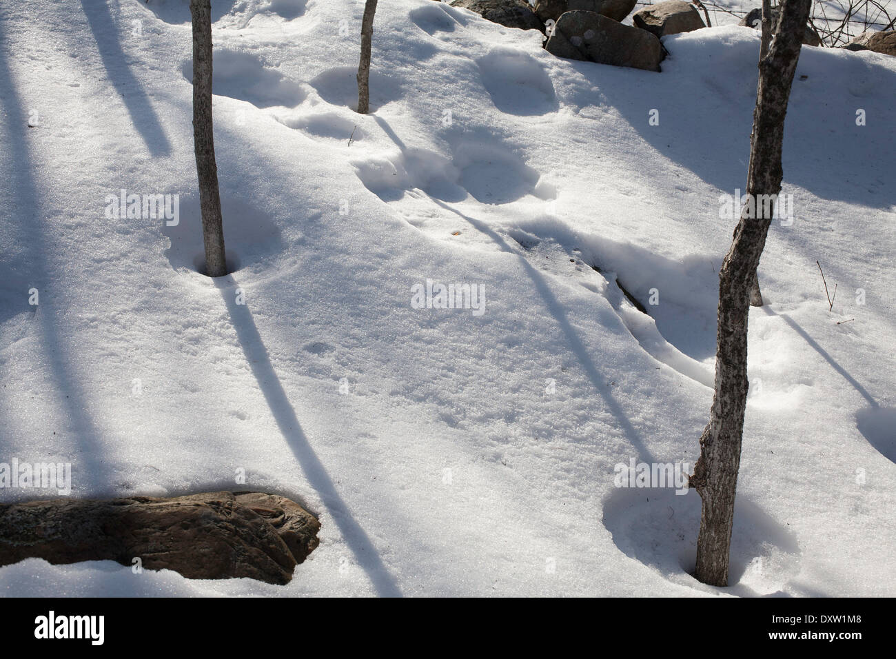 Bäume Schatten langen Winter auf dem Schnee auf einem sonnigen Neuengland Tag Nachmittag mit flachen Kreisen der menschliche Fußabdrücke. Stockfoto