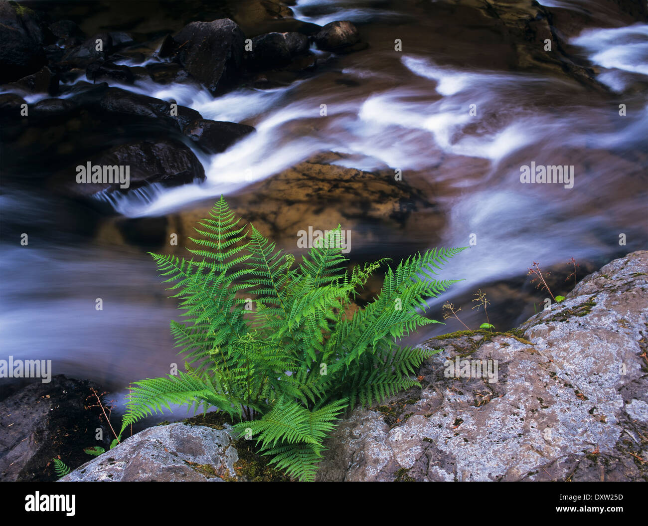 Ein Farn wächst neben einem Bach; Mapleton, Oregon, Vereinigte Staaten von Amerika Stockfoto
