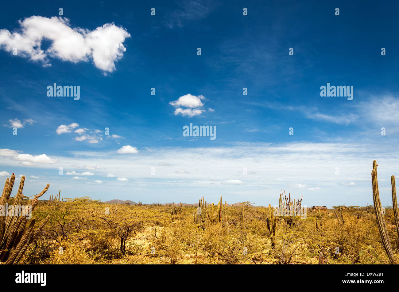 Wüstenlandschaft im La Guajira, Kolumbien mit einem tiefblauen Himmel Stockfoto