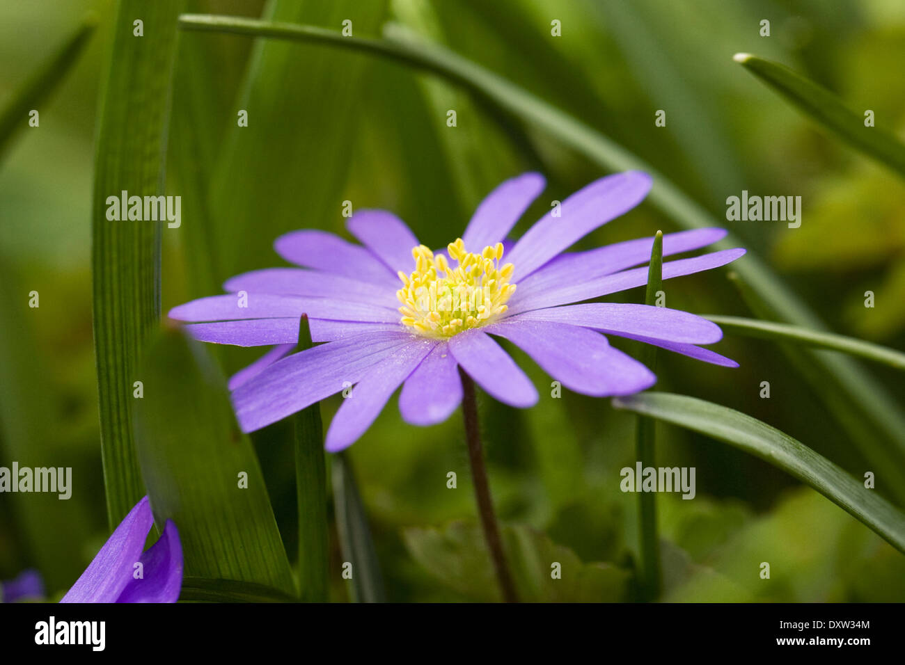 Anemone Blanda in einem Frühling Blumen. Stockfoto