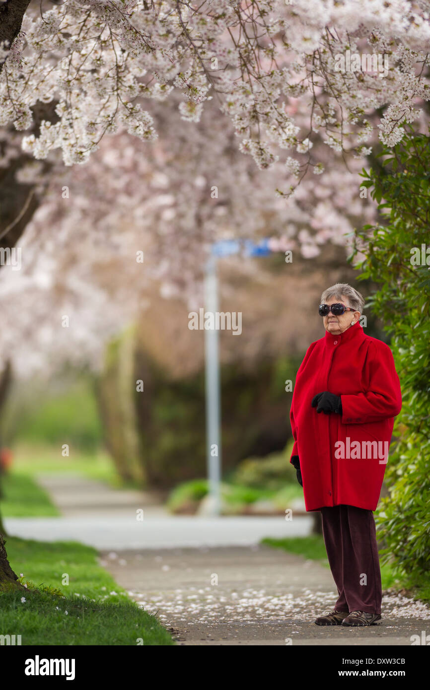 Ältere Dame posieren unter japanische Kirschblüten in voller Blüte-Victoria, British Columbia, Kanada. Stockfoto