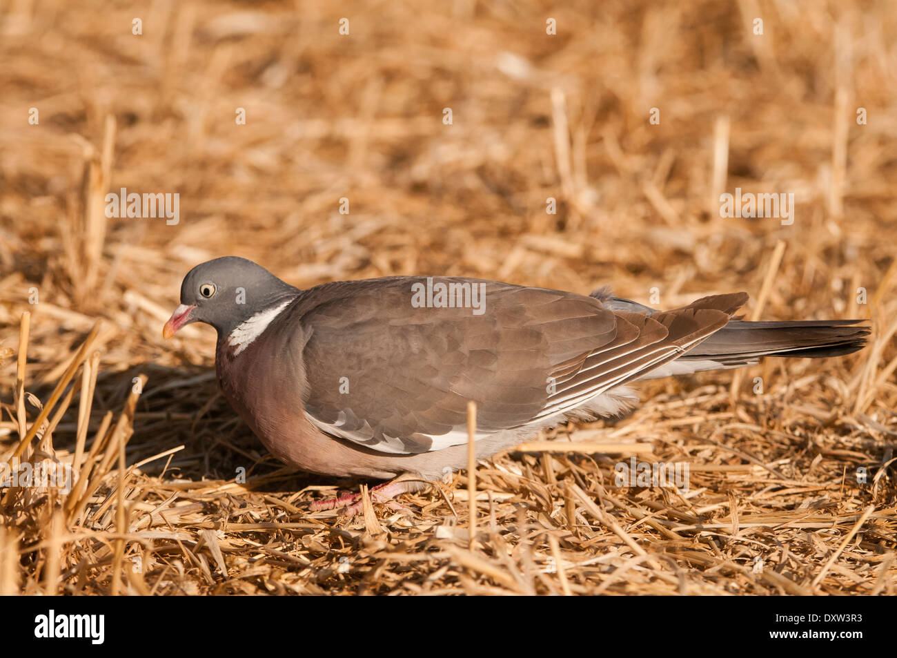 Columba Palumbus in ein Weizenfeld Landschaft, Spanien Stockfoto