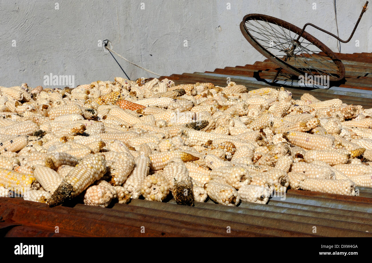 Mais trocknet auf einem Wellblechdach im Dorf Xetinamit. Xetinamit, Republik Guatemala. Stockfoto