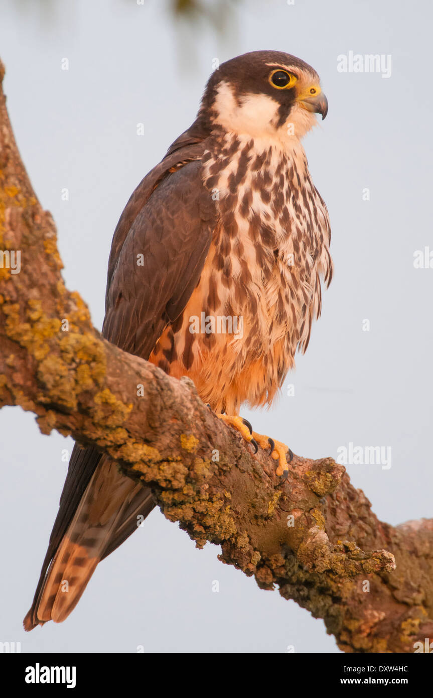 Eurasian Hobby ruhen und Überwachung im Laub von einem Mandelbaum in der Nähe seines Nestes, Spanien Stockfoto