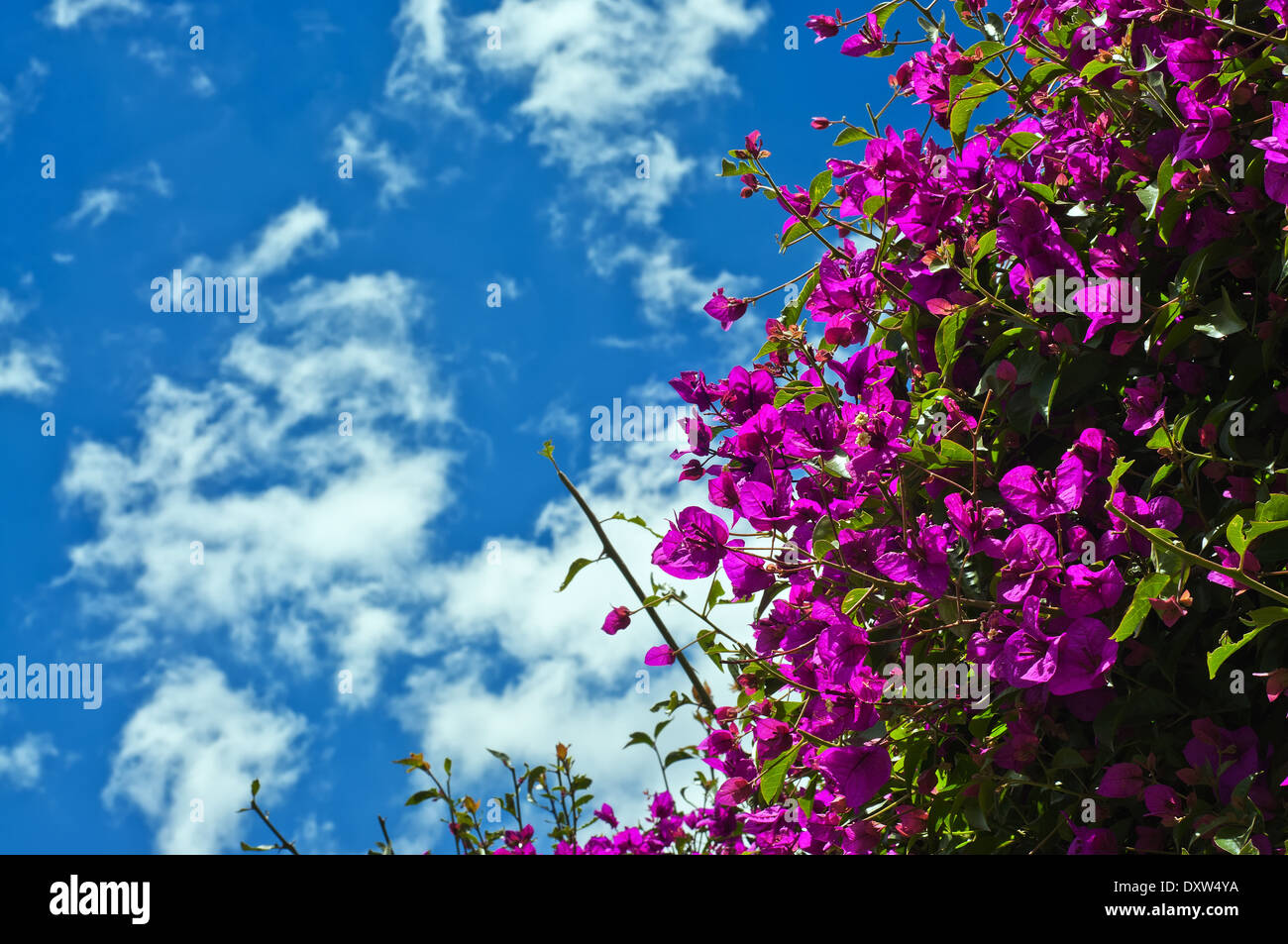 Schöne lila Bougainvillea-Pflanze mit blauem Himmel Stockfoto
