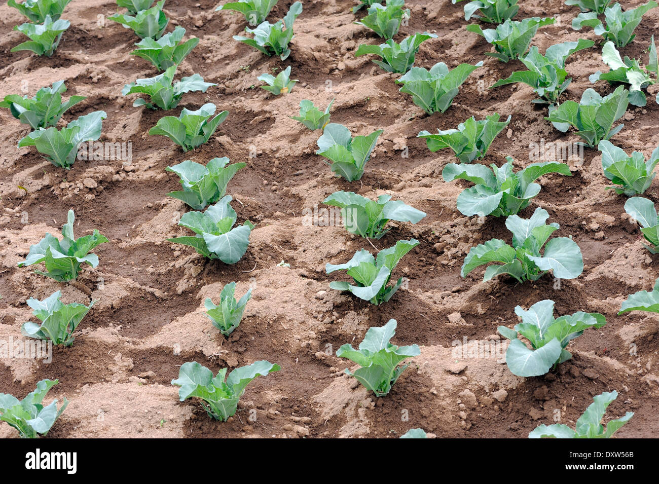 Reihen von Frrshly bewässert Brassica, die Pflanzen auf einem trockenen Hügel wachsen.  Santa Catarina Ixtahuacan, Stockfoto