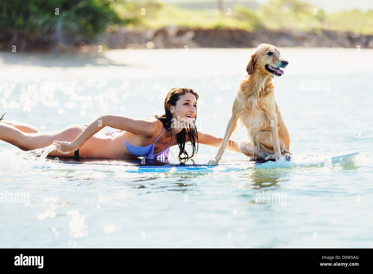 Attraktive junge Frau Surfen mit ihrem Hund. Surfbrett mit Golden Retriever zu teilen. Stockfoto