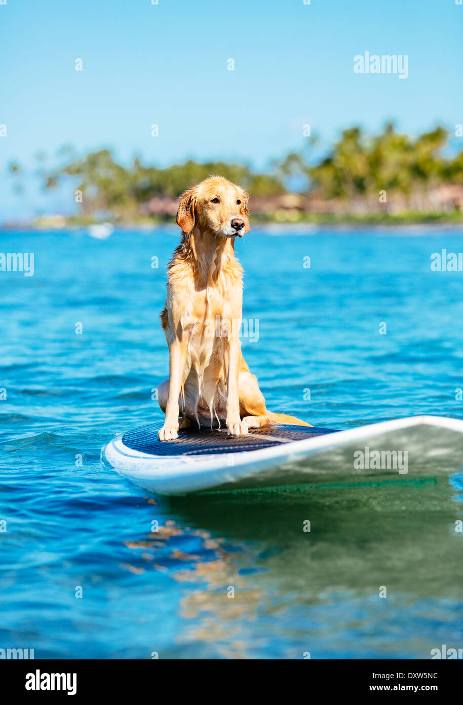Surf Dog, glückliche junge Golden Retriever auf Surfbrett Stockfoto