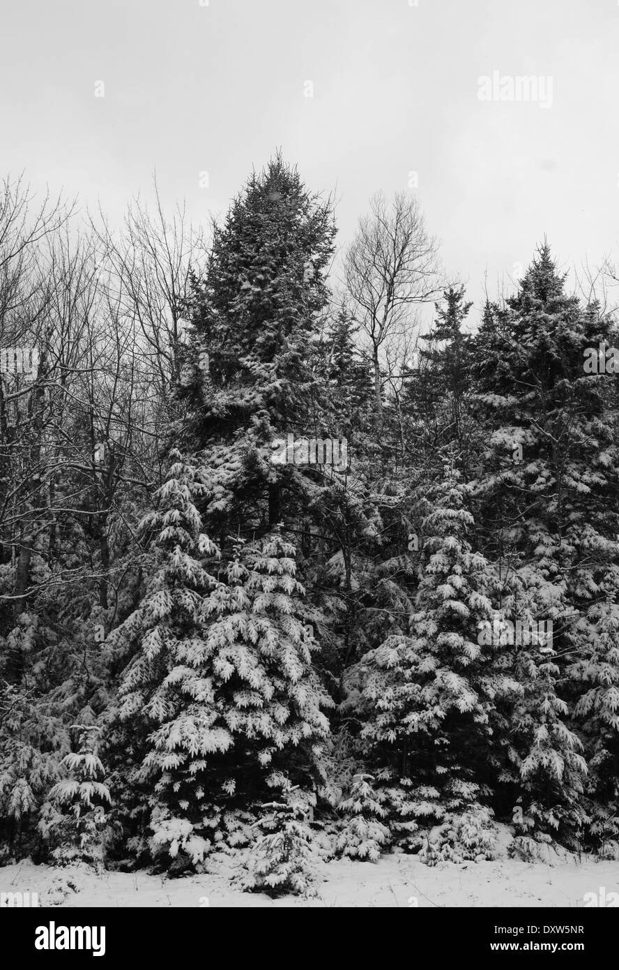 In voller Länge Blick auf Schnee bedeckt Bäume in Maine. Stockfoto