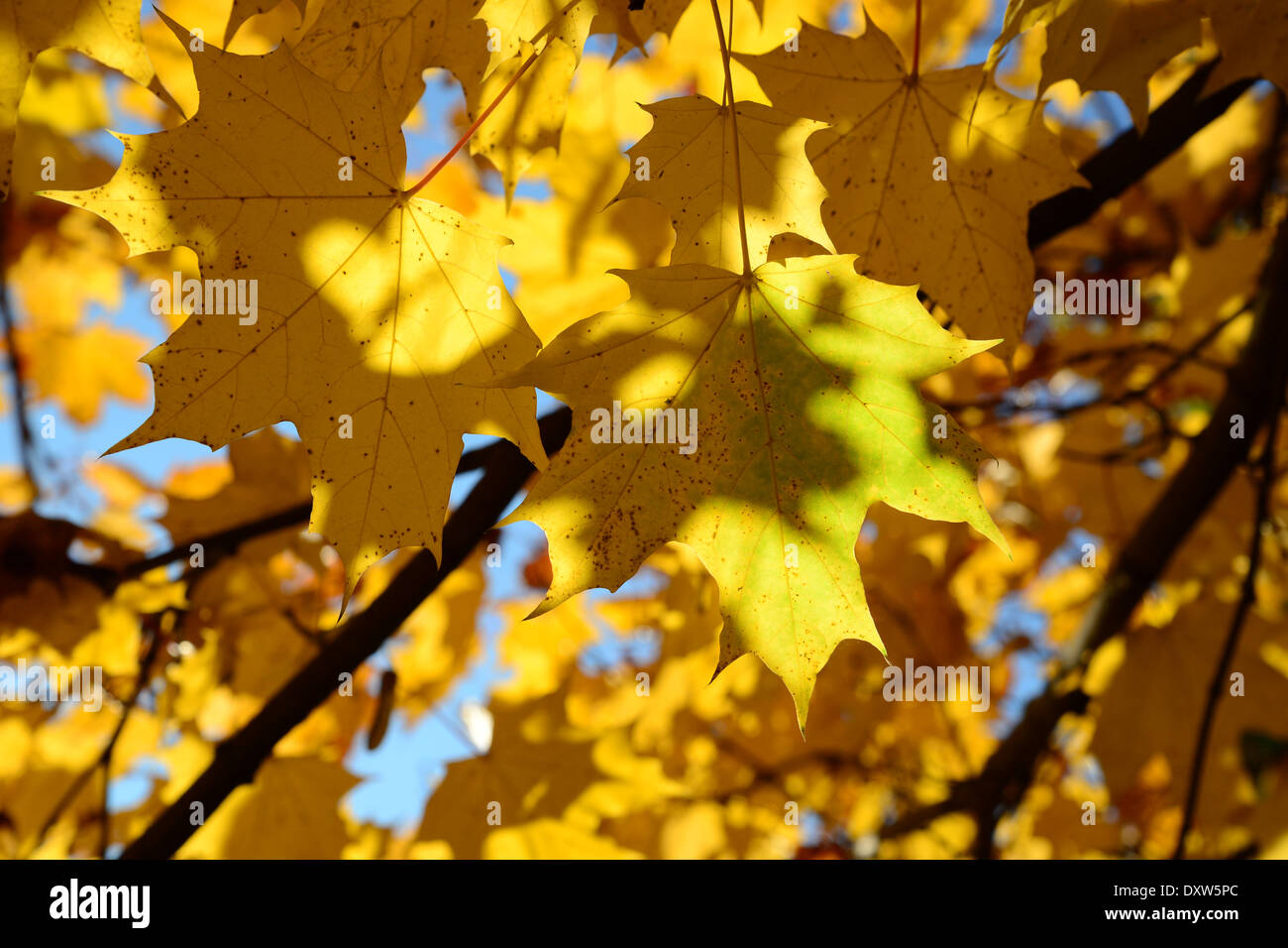 Goldene Blätter im Park des Sieges Stockfoto