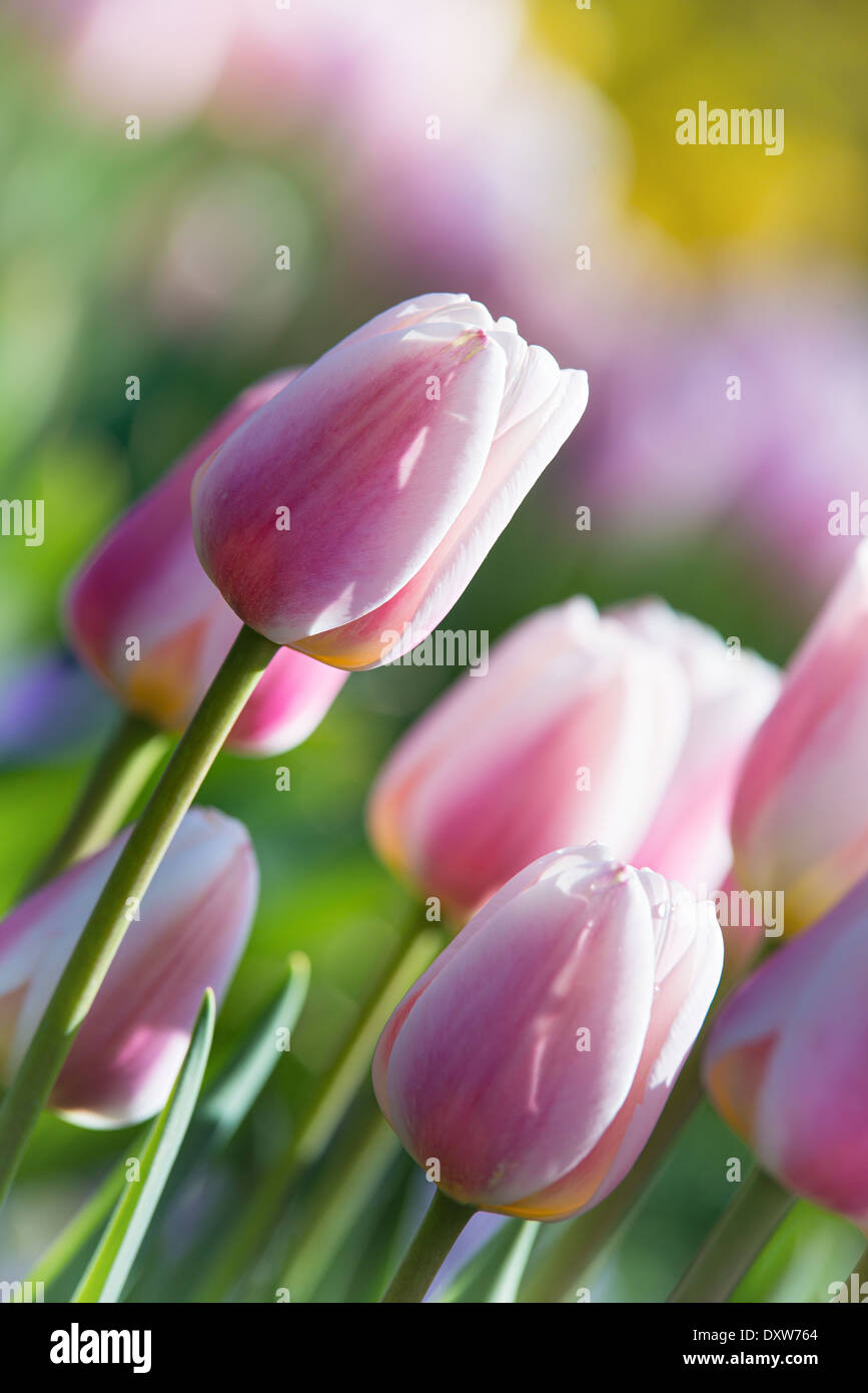 Rosa weiße Tulpen blühen im Blumenbeet, Closeup mit weichen Pastelltönen. Stockfoto
