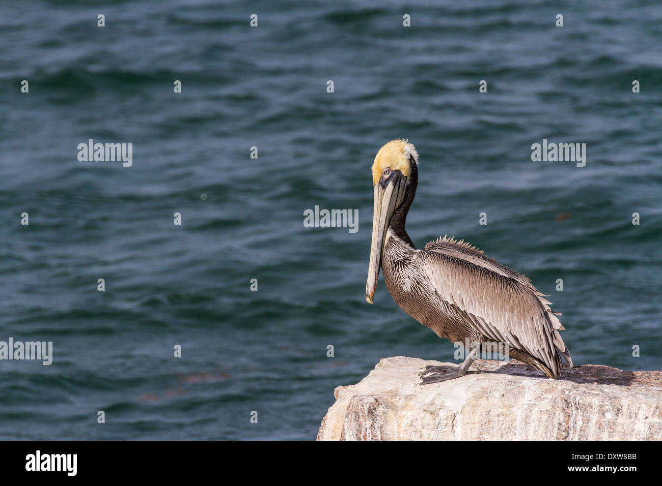 Brauner Pelikan am Felsen im Hafen von Port Aransas, Texas. Stockfoto