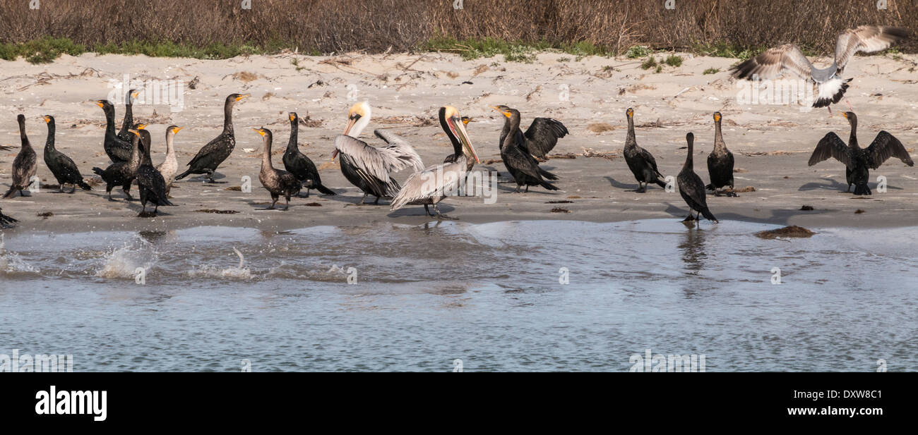 Braune Pelikane waten an der Küste in Port Aransas Harbor, Texas. Stockfoto