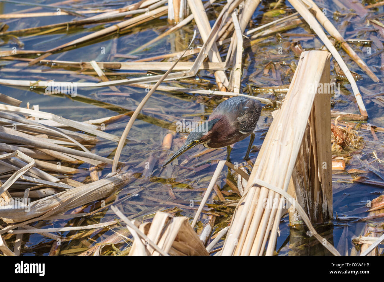 Grün-Heron stalking Opfer an der Vogelbeobachtung und Nature Center in Port Aransas, Texas. Stockfoto