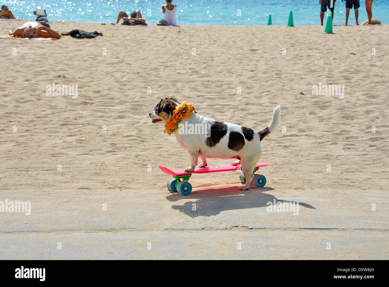 Hund auf Skateboard in Waikiki Beach in Honolulu, Insel Oahu, in dem Bundesstaat Hawaii Stockfoto